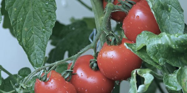 tomatoes | Foods You Should Never Refrigerate