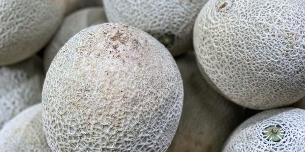 Melon |Foods You Should Never Refrigerate 