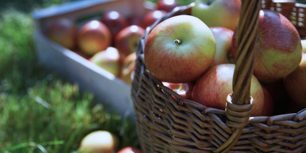 Benefits of Eating an Apple Every Day