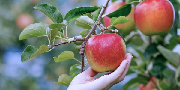 Benefits of Eating an Apple Every Day