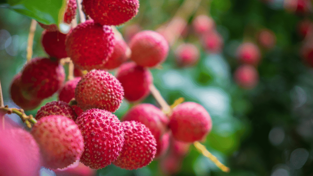 Litchi Seeds