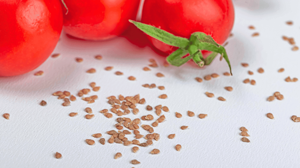 Tomato Seeds