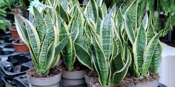 Snake Plant