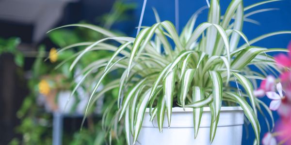 Spider Plant