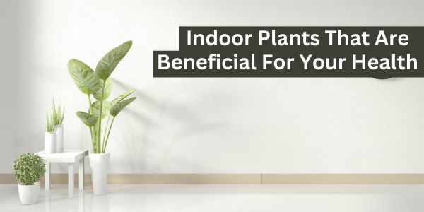 Indoor Plants