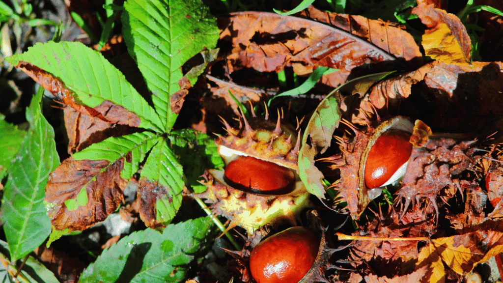 Horse Chestnut Extract