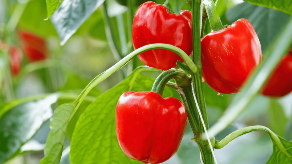 Red Bell Peppers